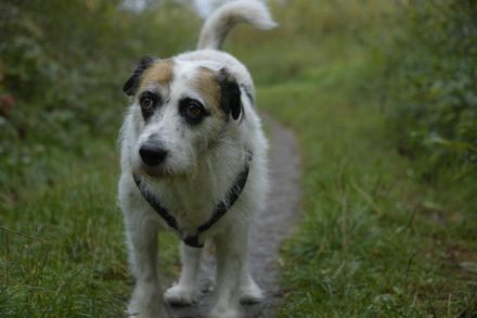 Motte, ein ruhiger Engel auf 4 Pfoten.