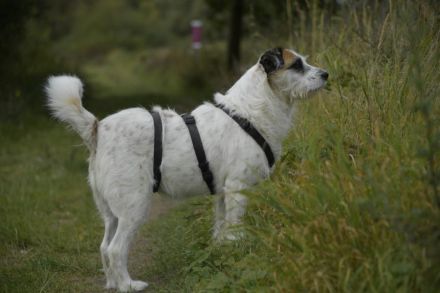 Motte, ein ruhiger Engel auf 4 Pfoten.