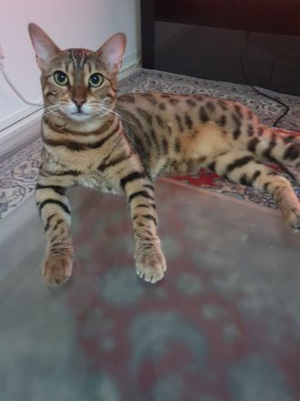 Wunderschöner reinrassiger Bengalkater mit traumhaften Charakter