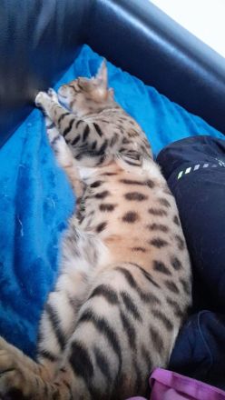 Wunderschöner reinrassiger Bengalkater mit traumhaften Charakter