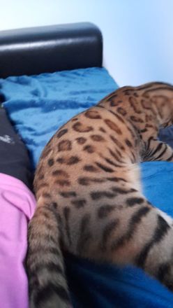Wunderschöner reinrassiger Bengalkater mit traumhaften Charakter