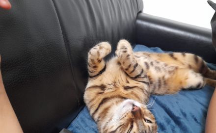 Wunderschöner reinrassiger Bengalkater mit traumhaften Charakter