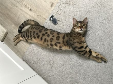 Wunderschöner reinrassiger Bengalkater mit traumhaften Charakter