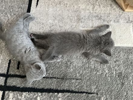 Britische Kurzhaar Kitten