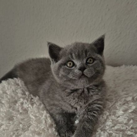Britische Kurzhaar Kitten