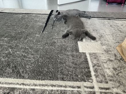 Britische Kurzhaar Kitten