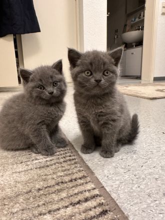 Britische Kurzhaar Kitten