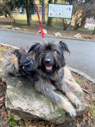 Sanfter Grey sucht Menschen die ihn schätzen und lieben.