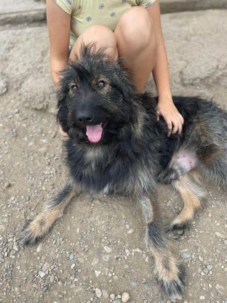 Sanfter Grey sucht Menschen die ihn schätzen