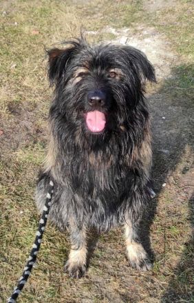 Sanfter Grey sucht Menschen die ihn schätzen