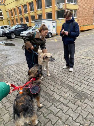 Sanfter Grey sucht Menschen die ihn schätzen und lieben.
