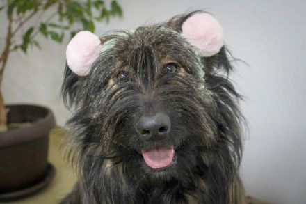 Sanfter Grey sucht Menschen die ihn schätzen