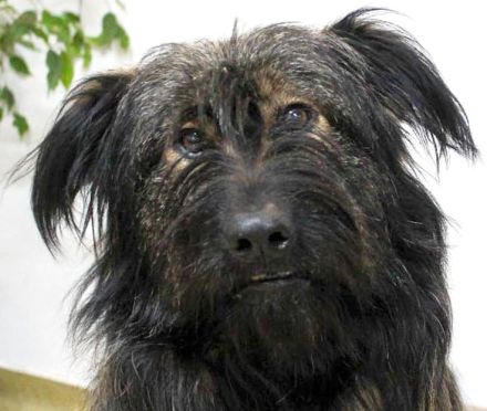 Sanfter Grey sucht Menschen die ihn schätzen