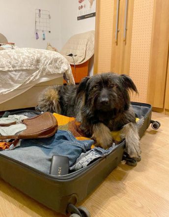 Sanfter Grey sucht Menschen die ihn schätzen und lieben.