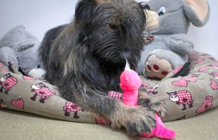 Sanfter Grey sucht Menschen die ihn schätzen