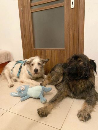 Sanfter Grey sucht Menschen die ihn schätzen und lieben.