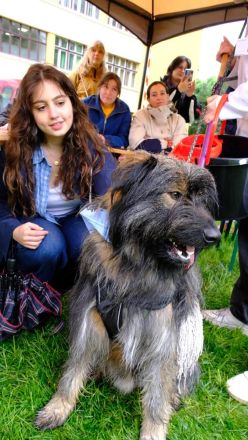 Sanfter Grey sucht Menschen die ihn schätzen und lieben.