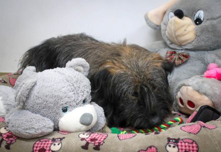 Sanfter Grey sucht Menschen die ihn schätzen