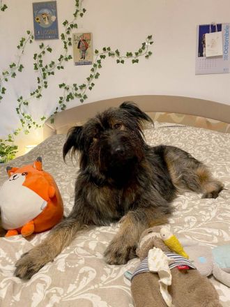 Sanfter Grey sucht Menschen die ihn schätzen und lieben.