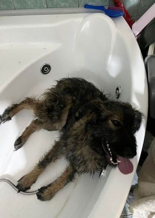 Sanfter Grey sucht Menschen die ihn schätzen