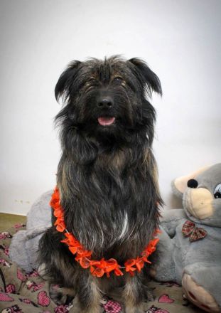 Sanfter Grey sucht Menschen die ihn schätzen