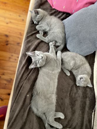 Chartreux / Kartäuser Kätzchen