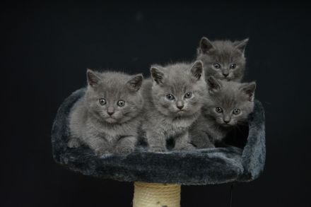 Chartreux / Kartäuser Kätzchen