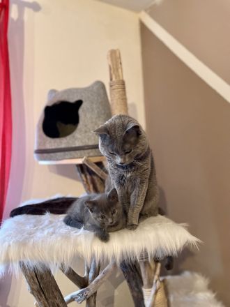 Chartreux / Kartäuser Kätzchen