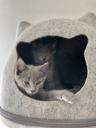 Chartreux / Kartäuser Kätzchen