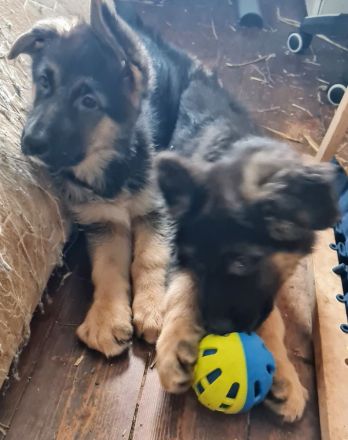 Altdeutsche Schäferhund Welpen