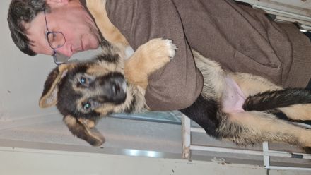 Altdeutsche Schäferhund Welpen