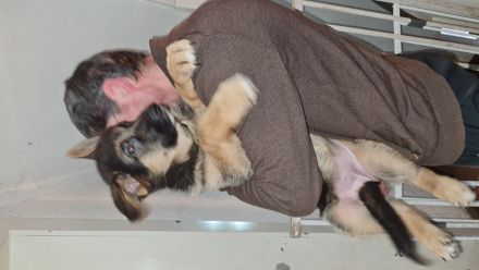 Altdeutsche Schäferhund Welpen