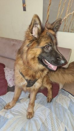 Altdeutsche Schäferhund Welpen