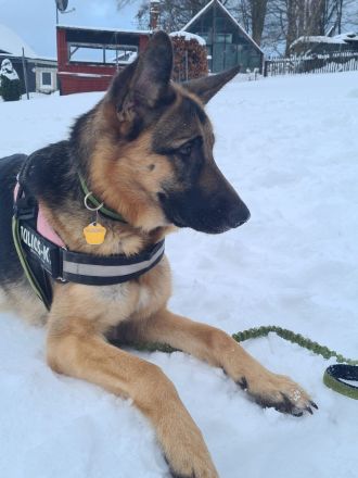 Altdeutsche Schäferhund Welpen