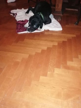 Suche ein Herrchen oder Frauchen mit Erfahrung