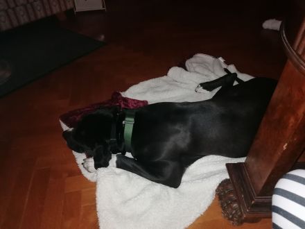 Suche ein Herrchen oder Frauchen mit Erfahrung