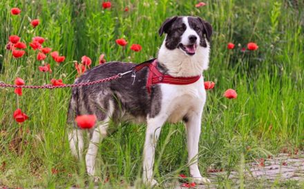 Verspielter Rüde Siggi sucht sein Zuhause.