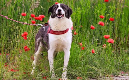 Verspielter Rüde Siggi sucht sein Zuhause.