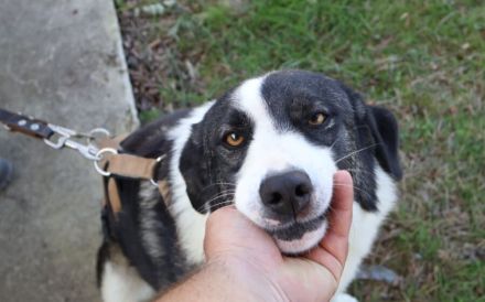 Verspielter Rüde Siggi sucht sein Zuhause.