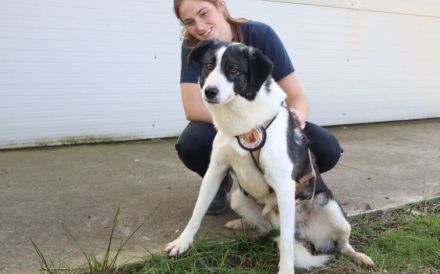 Verspielter Rüde Siggi sucht sein Zuhause.