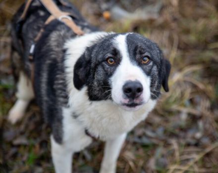 Verspielter Rüde Siggi sucht sein Zuhause.