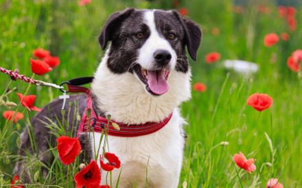 Verspielter Rüde Siggi sucht sein Zuhause.