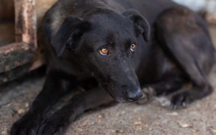Schwarze Schönheit Rhodica