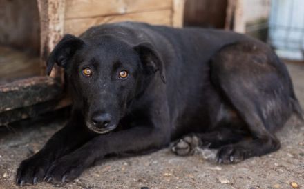 Schwarze Schönheit Rhodica