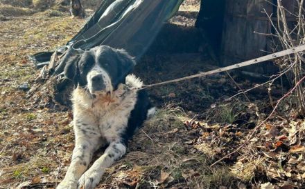 Sanfter Riese ALEK auf vier Pfoten möchte geliebt werden!