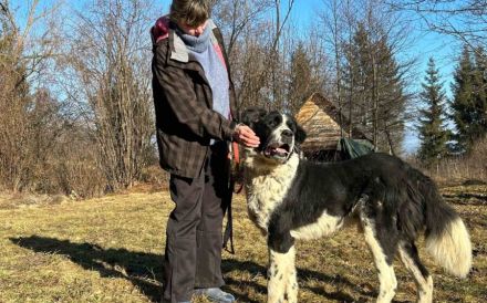 Sanfter Riese ALEK auf vier Pfoten möchte geliebt werden!