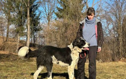 Sanfter Riese ALEK auf vier Pfoten möchte geliebt werden!