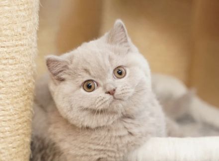 Wunderschöne BKH Bärchen in blau und lilac