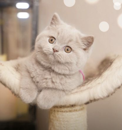 Wunderschöne BKH Bärchen in blau und lilac