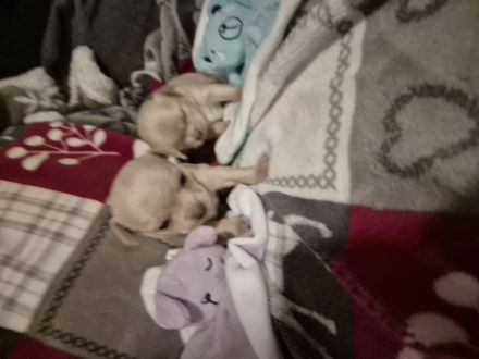 Chihuahua Welpen (Kurzhaar)